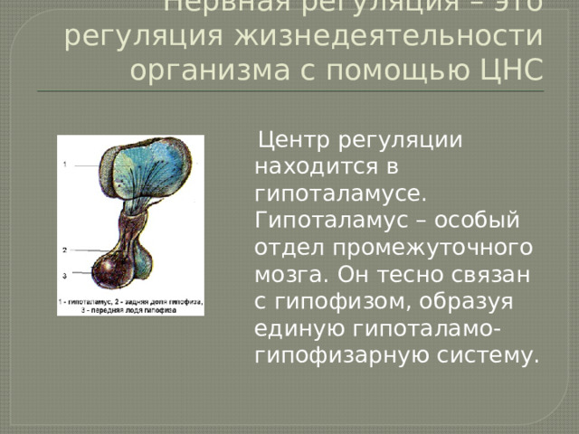 Нервная регуляция – это регуляция жизнедеятельности организма с помощью ЦНС  Центр регуляции находится в гипоталамусе. Гипоталамус – особый отдел промежуточного мозга. Он тесно связан с гипофизом, образуя единую гипоталамо-гипофизарную систему. 