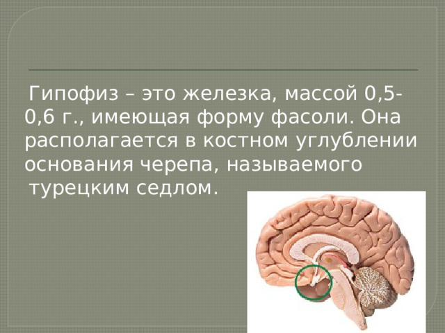  Гипофиз – это железка, массой 0,5-0,6 г., имеющая форму фасоли. Она располагается в костном углублении основания черепа, называемого  турецким седлом. 