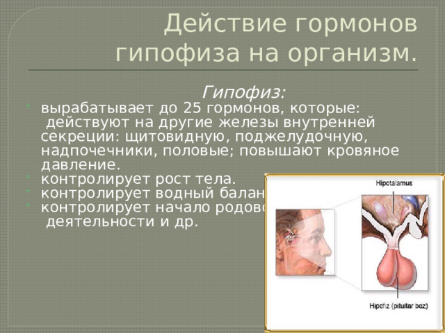 Действие гормонов гипофиза на организм.  Гипофиз: вырабатывает до 25 гормонов, которые:  действуют на другие железы внутренней секреции: щитовидную, поджелудочную, надпочечники, половые; повышают кровяное давление. контролирует рост тела. контролирует водный баланс. контролирует начало родовой  деятельности и др. 