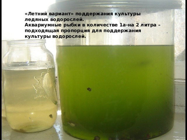 «Летний вариант» поддержания культуры ледяных водорослей. Аквариумные рыбки в количестве 1а-на 2 литра – подходящая пропорция для поддержания культуры водорослей. 