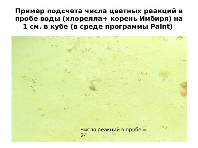 Пример подсчета числа цветных реакций в пробе воды (хлорелла+ корень Имбиря) на 1 см. в кубе (в среде программы Paint) Число реакций в пробе = 24 