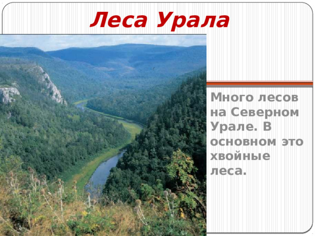 Леса Урала Много лесов на Северном Урале. В основном это хвойные леса. 