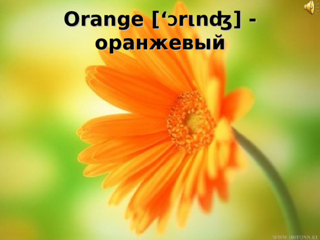 Orange [‘ Ɔ r ι nʤ] - оранжевый 