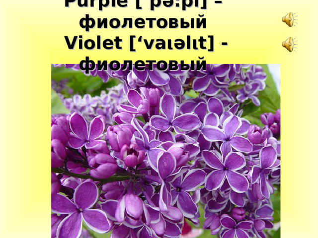 Purple [‘p ә :pl] – фиолетовый   Violet [‘va ι ә l ι t] - фиолетовый 