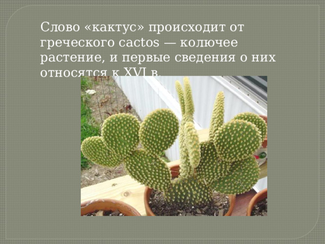 Слово «кактус» происходит от греческого cactos — колючее растение, и первые сведения о них относятся к XVI в. 