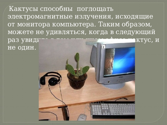  Кактусы способны поглощать электромагнитные излучения, исходящие от монитора компьютера. Таким образом, можете не удивляться, когда в следующий раз увидите в том или ином офисе кактус, и не один. 