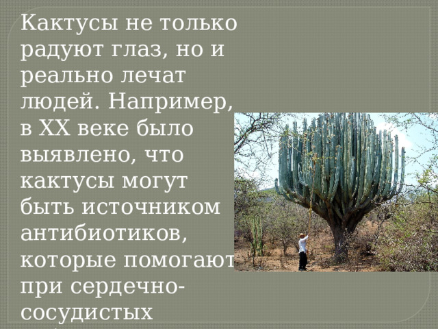 Кактусы не только радуют глаз, но и реально лечат людей. Например, в ХХ веке было выявлено, что кактусы могут быть источником антибиотиков, которые помогают при сердечно-сосудистых заболеваниях. 