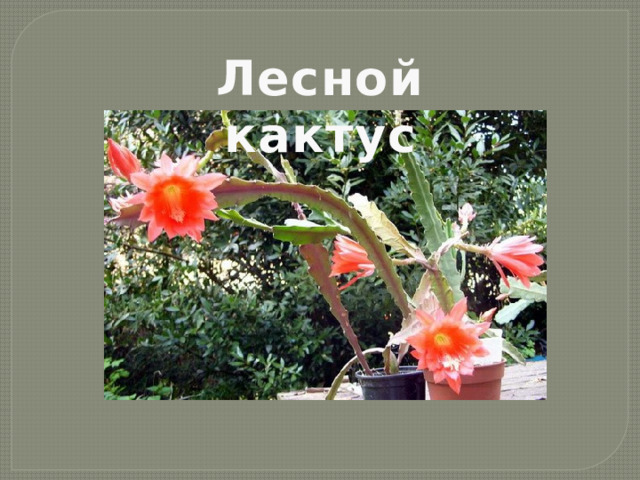 Лесной кактус 