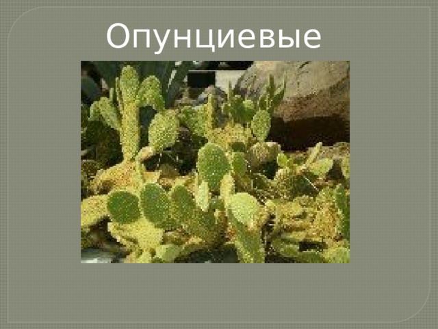 Опунциевые 