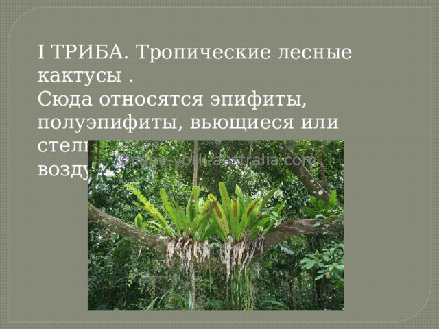 I ТРИБА. Тропические лесные кактусы .  Сюда относятся эпифиты, полуэпифиты, вьющиеся или стелющиеся кактусы с воздушными корнями. 