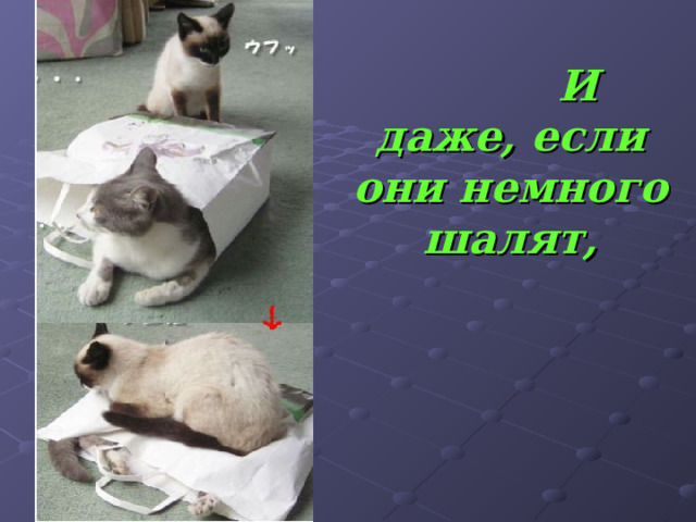  И даже, если они немного шалят, 