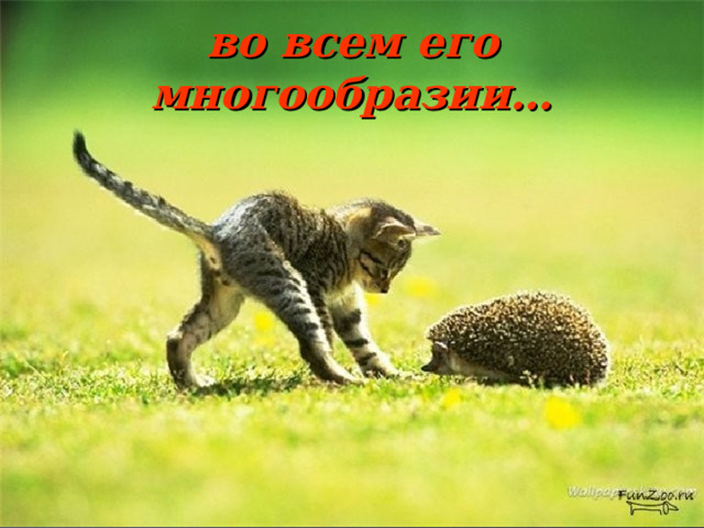 во всем его многообразии… 