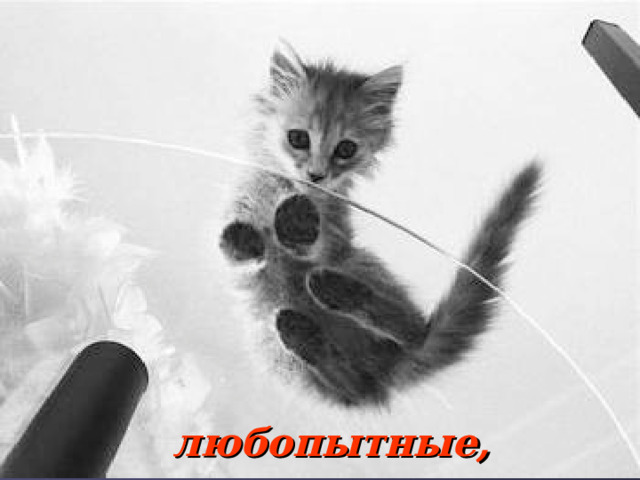  любопытные, 