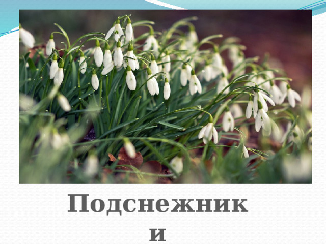 Подснежники 