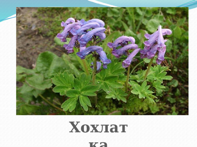 Хохлатка 