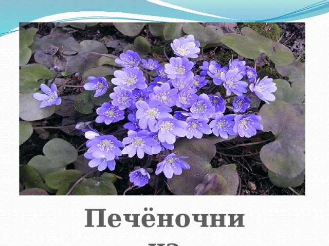 Печёночница 