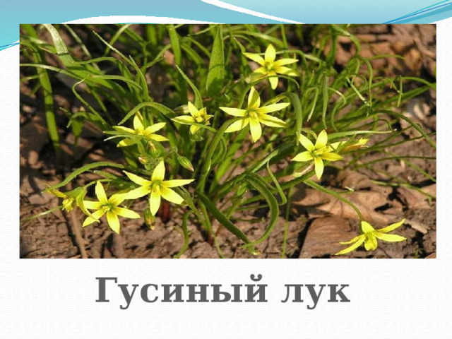 Гусиный лук 