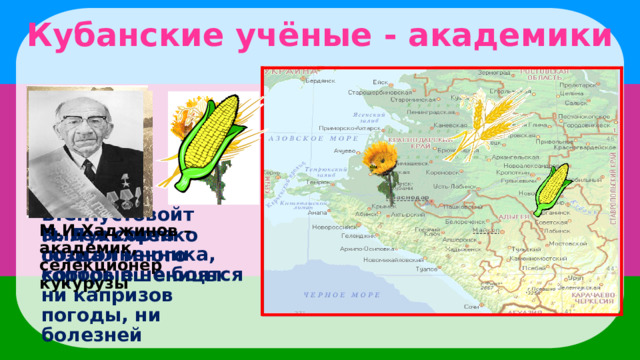 Кубанские учёные - академики П. Лукьяненко создал много сортов пшеницы М.И.Хаджинов –академик,  селекционер кукурузы В.С.Пустовойт вывел сорта подсолнечника, которые не боятся ни капризов погоды, ни болезней  