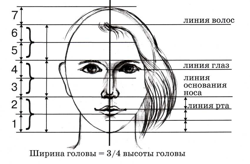 Рисунок головы человека пропорции головы