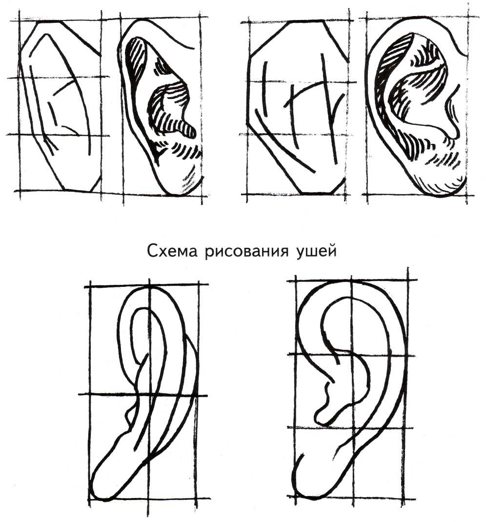 Уха поэтапно. Ухо построение. Поэтапное рисование ушей. Схема рисования уха. Рисунок уха человека.