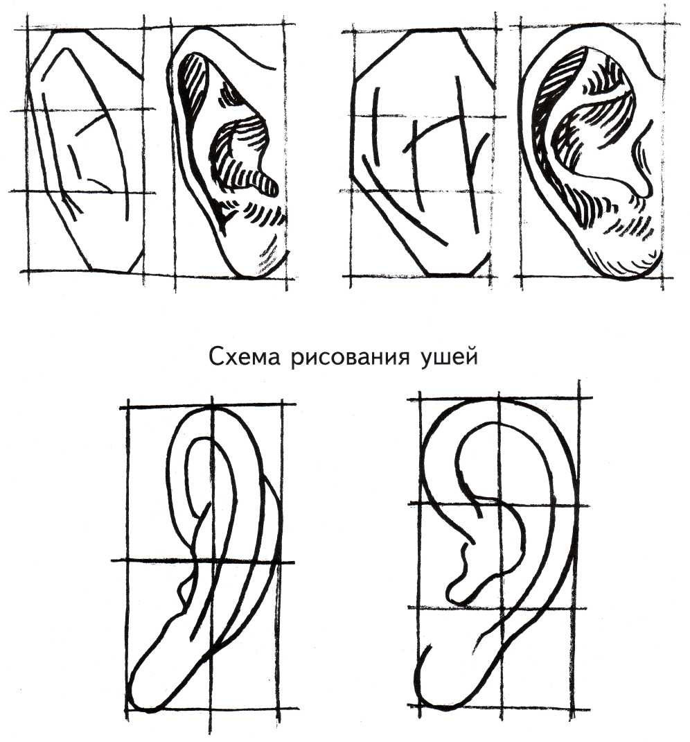 Как нарисовать ухо. Ухо схема рисования. Поэтапное рисование ушей. Построение уха. Этапы рисования ушей.