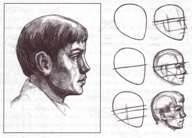 Схема построения головы человека