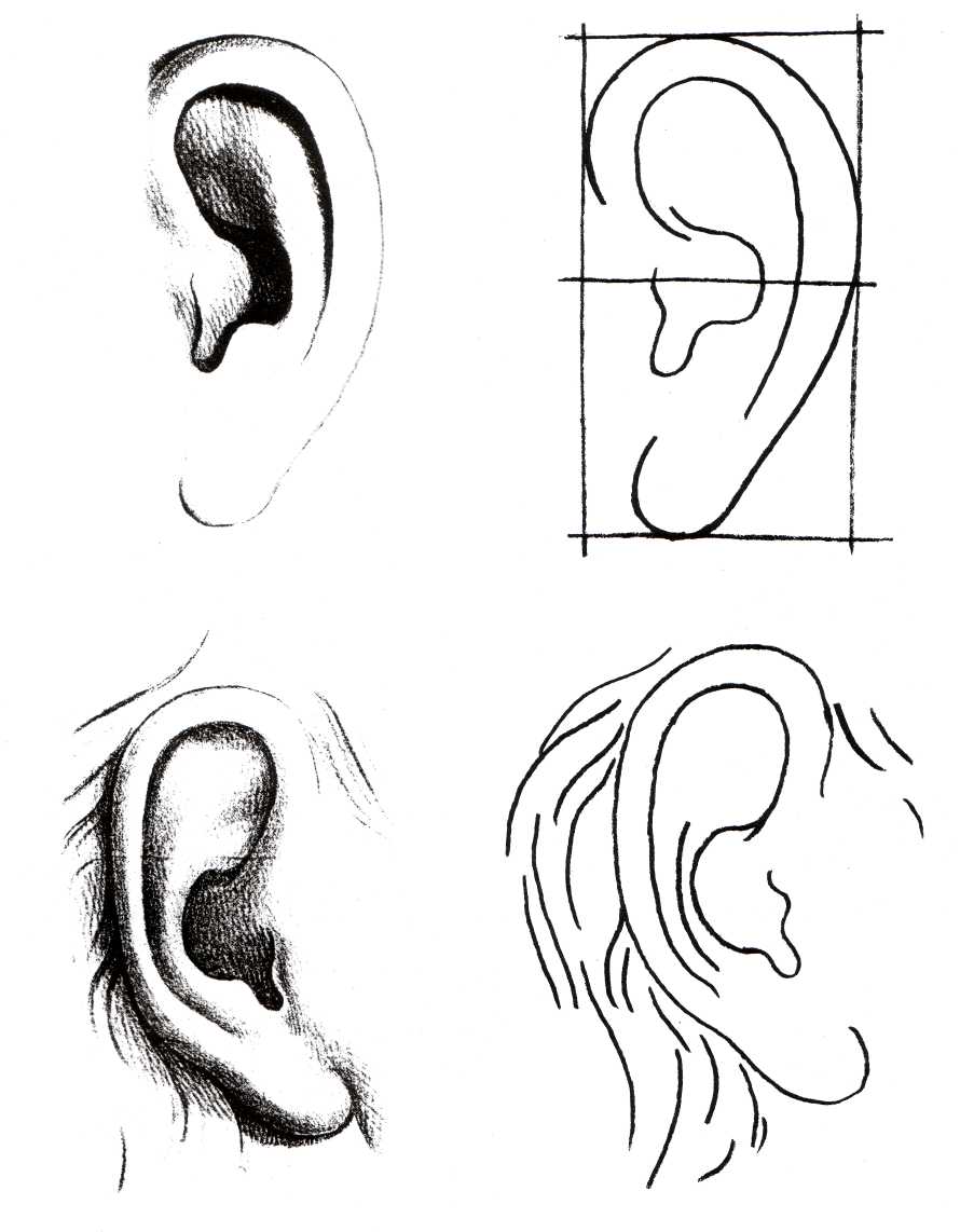 Как легко нарисовать ухо человека