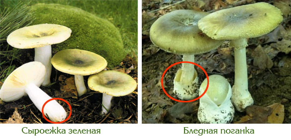 Как выглядят опасные грибы