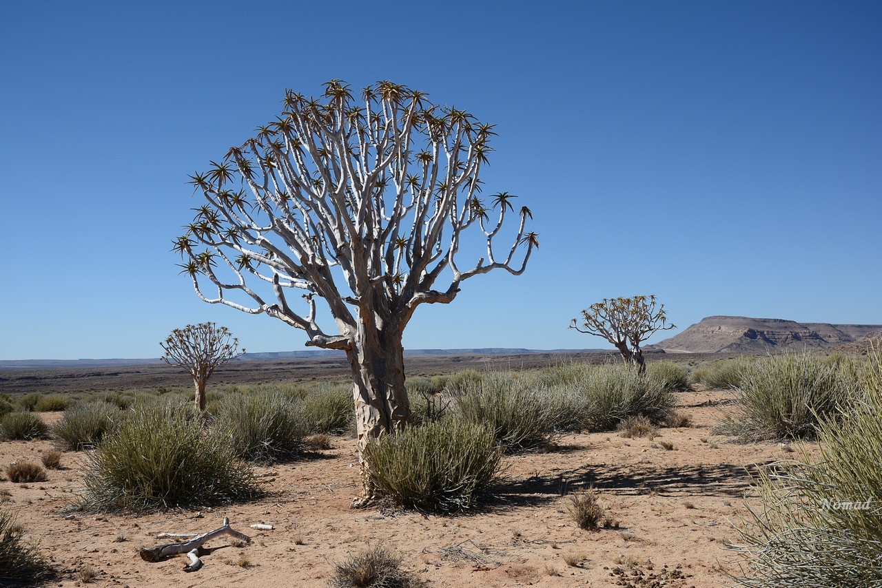 Колчанное дерево Намиб