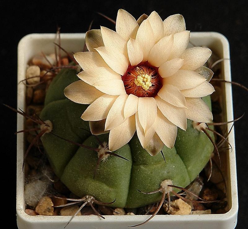 Кактус цветет. Gymnocalycium castellanosii. Gymnocalycium castellanosii v.armillatum. Gymnocalycium Cactus beautiful. Растения Южной Америки Гимнокалициум.