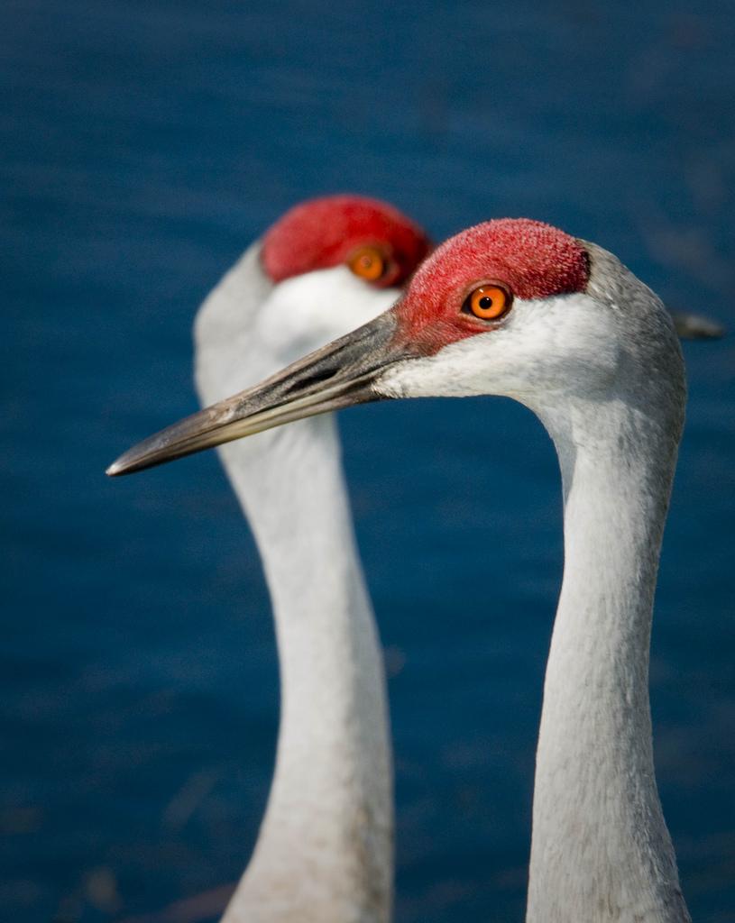 ЖУРАВЛИ (Gruidae)