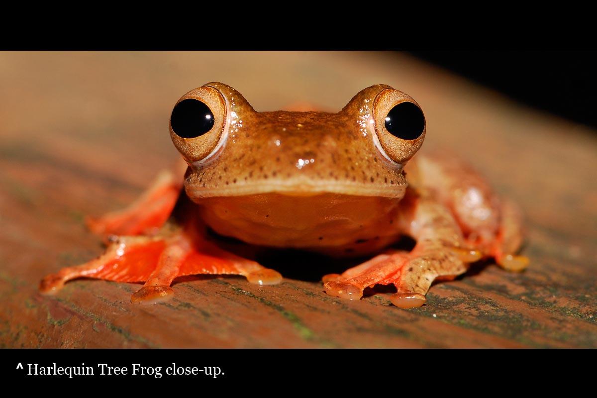 ЛЕТАЮЩИЕ ЛЯГУШКИ (Rhacophorus)