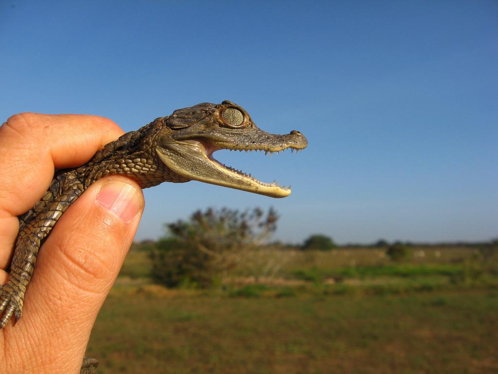 КРОКОДИЛЫ (Crocodylia)