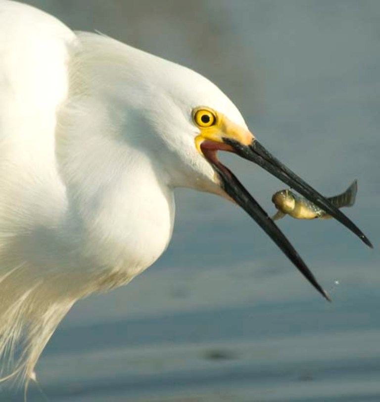 Goatee Egret. ფრინველები razukrazka.