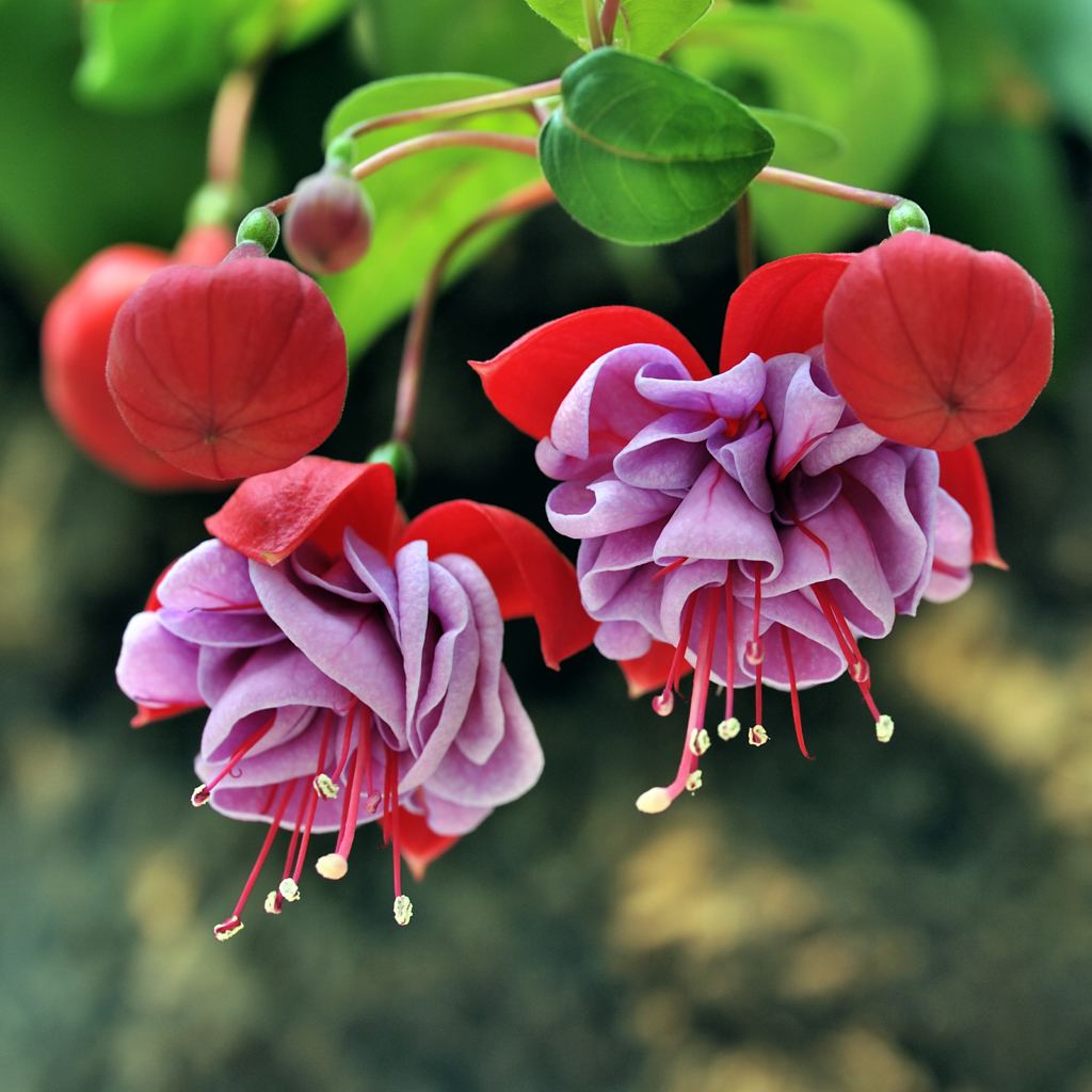 Фуксия (лат. Fuchsia Triphylla Flore Coccinea)