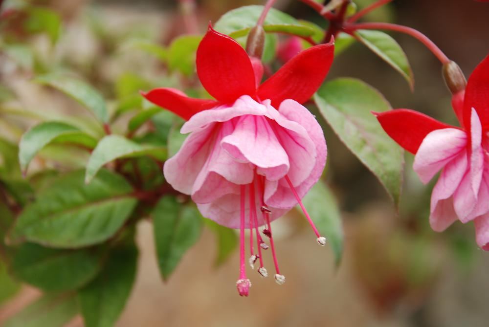 Фуксия гибридная Fuchsia hybrida