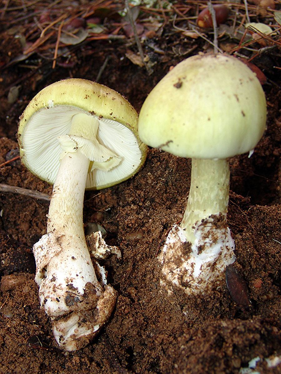 Покажи поганку. Бледная поганка. Amanita phalloides гриб. Яд бледной поганки. Бледная поганка гриб.