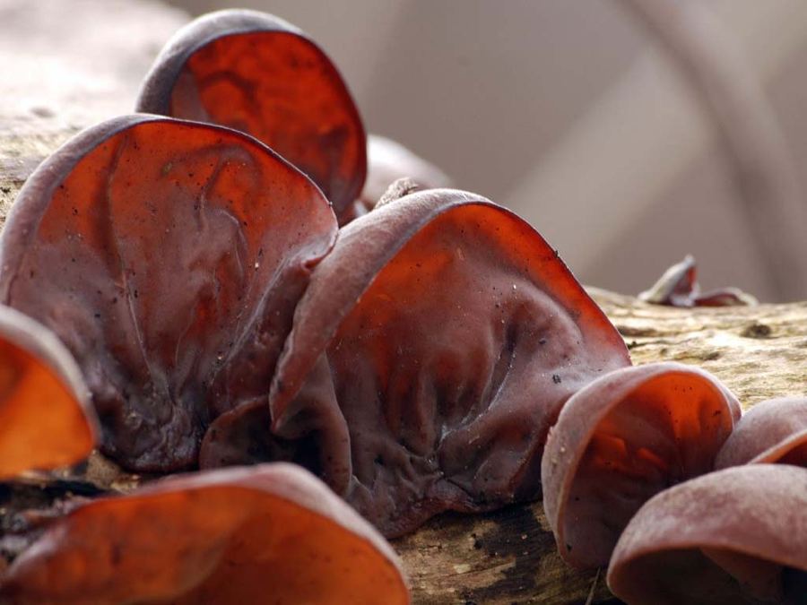 Иудино ухо гриб фото Аурикулярия уховидная, или Иудино ухо (лат. Auricularia auricula-judae)
