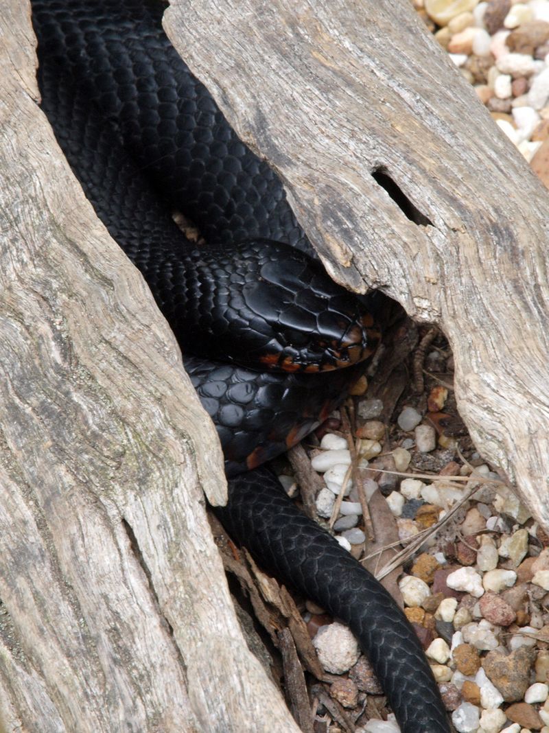 Чёрная змея (лат. Pseudechis porphyriacus), или чёрная ехидна