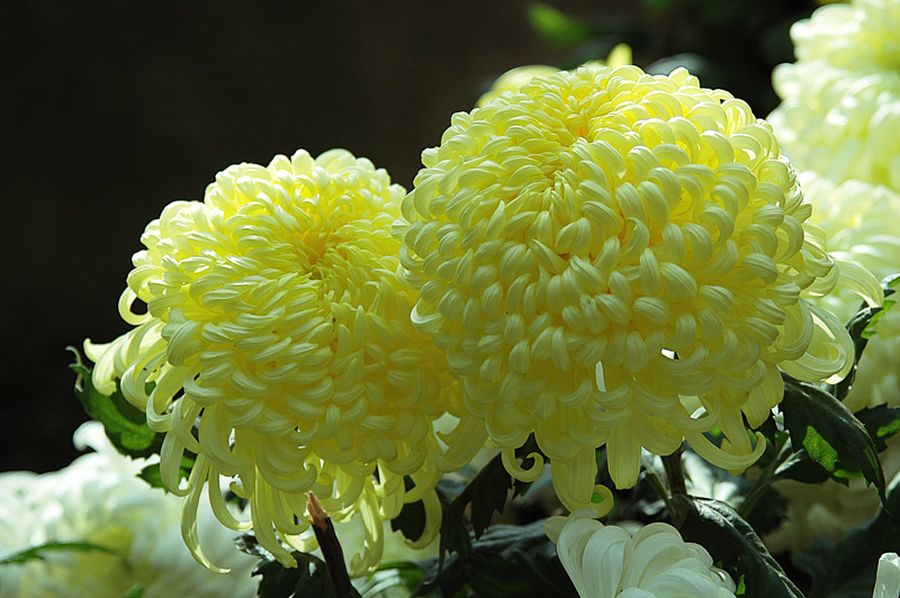 Хризантема Chrysanthemum