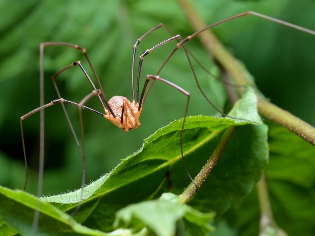 Сенокосцы (лат. Opiliones)