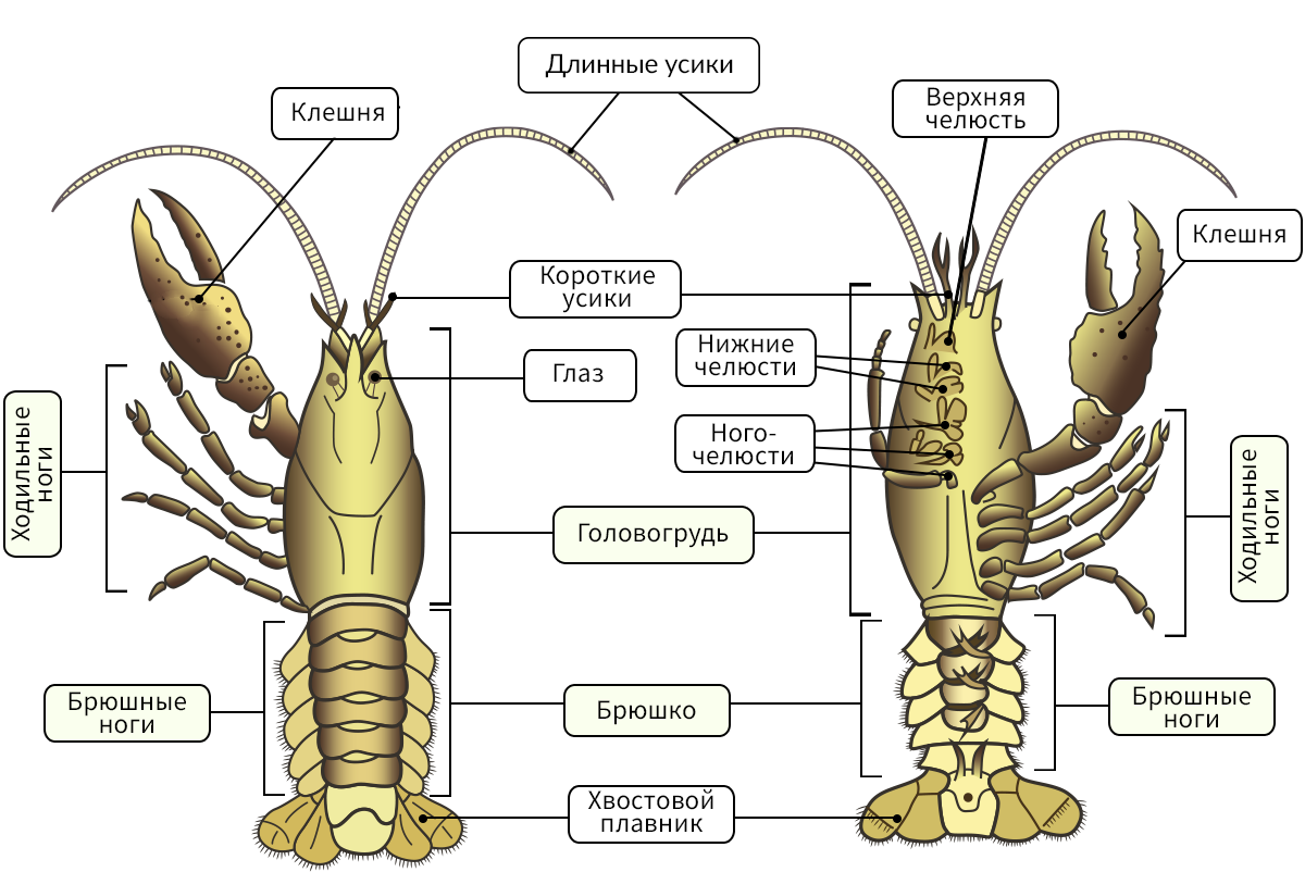 Речной рак рисунок