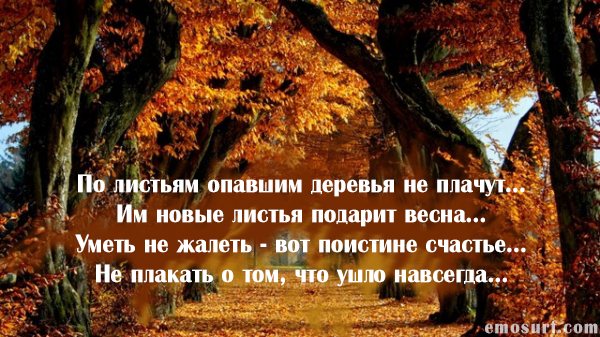 Листья цитаты. Осень цитаты красивые. Красивые высказывания про осень. Фразы про осенний лес. Цитаты про осеннюю листву.
