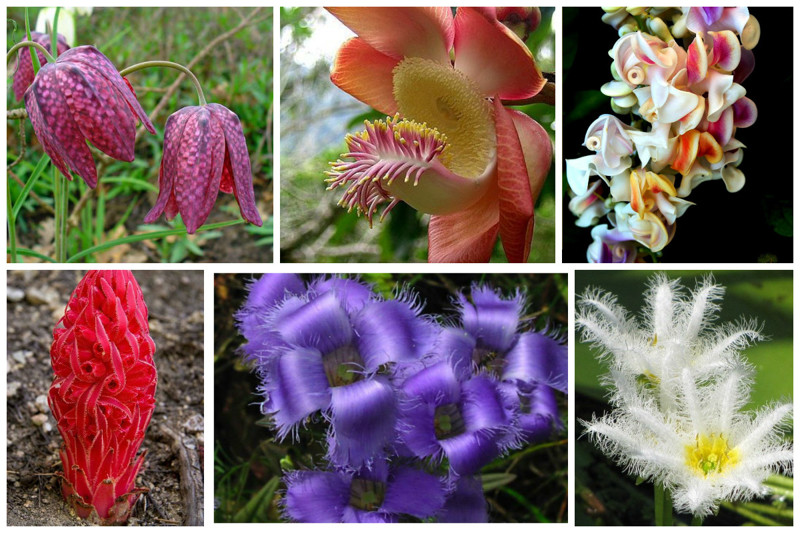 Красивые названия цветов растений. Необычные цветы. Экзотические цветы. Редкие цветы. Необычные цветы и растения.