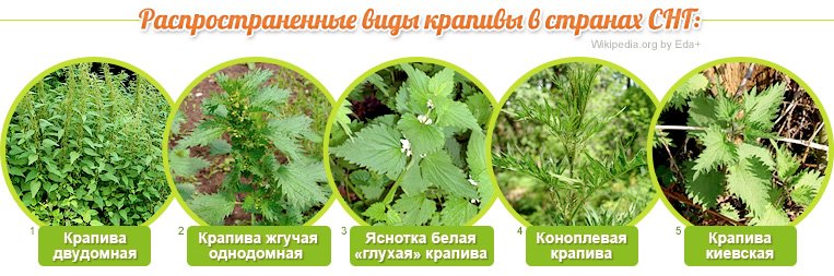 Какое расположение листьев у крапивы