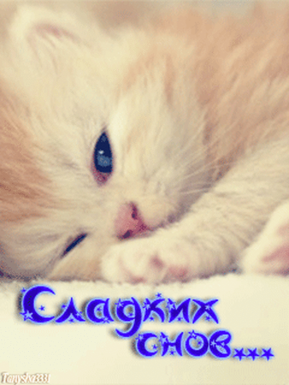 Спокойной ночи с котиками