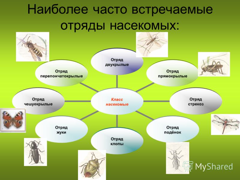 Таблица сравнительная характеристика отрядов класса насекомые Отряды насекомых - Биология