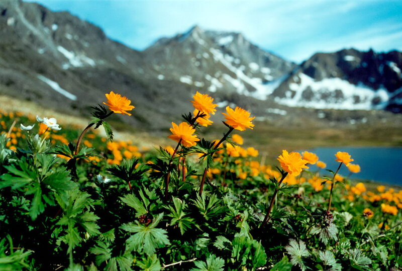 Алтай, горы, Купавка