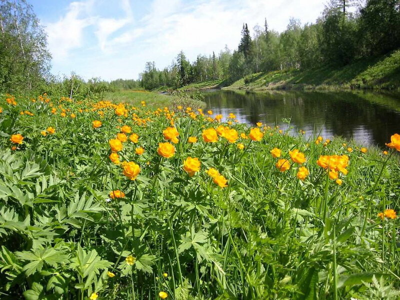 Алтай, горы, Купавка