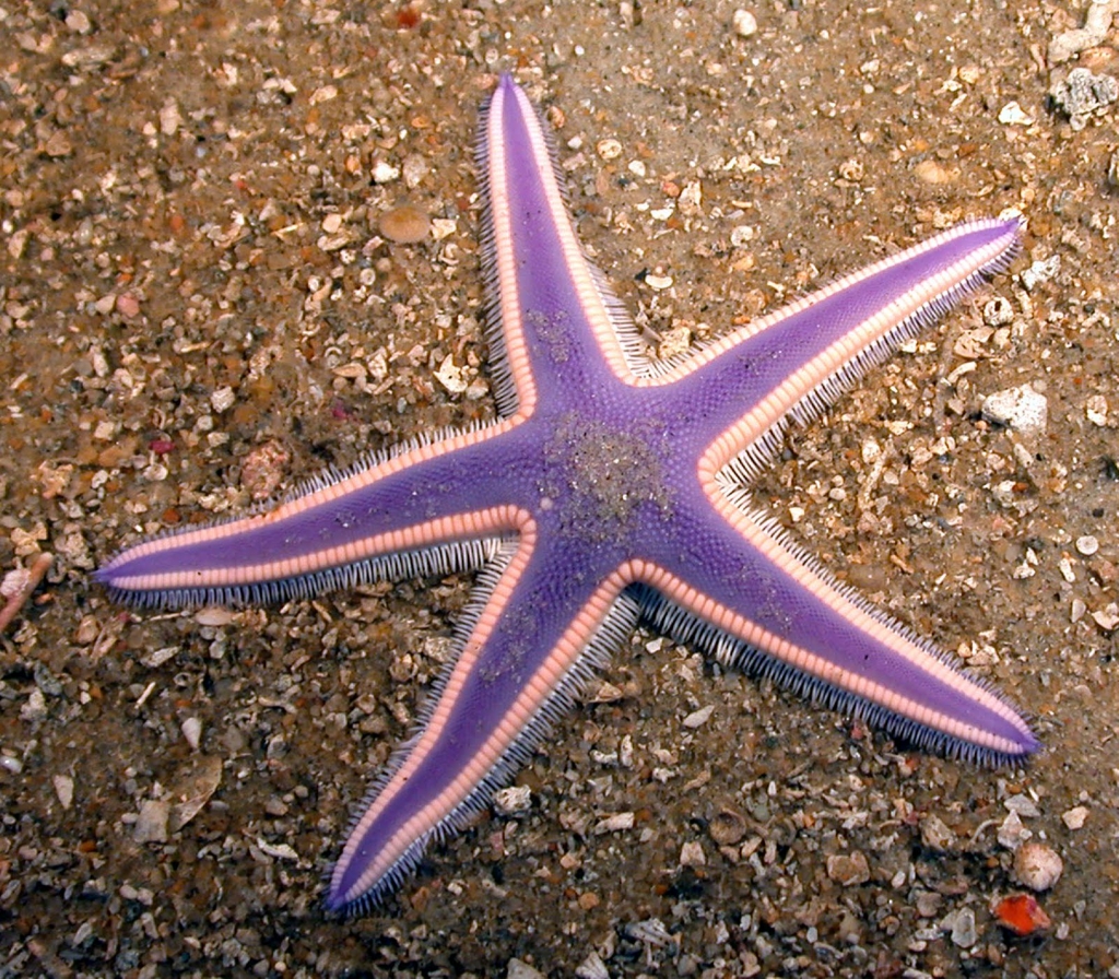 Королевская морская звезда Astropecten articulatus